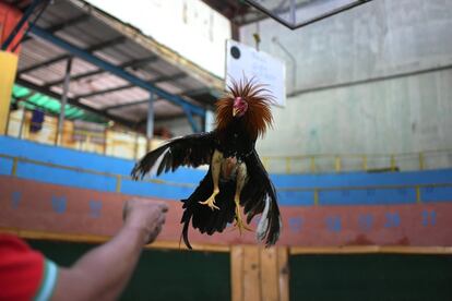 Ángel Salamanca entrena a un gallo en el club de peleas de gallos Club Gallístico Caracas de la capital venezolana. Los clubes de peleas de gallos cerraron al inicio de la pandemia, pero los propietarios tienen que seguir incurriendo en los gastos de mantenimiento y adiestramiento de sus aves, con la esperanza de su reapertura algún día.