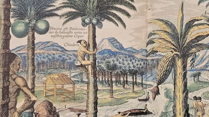 Detalle de 'Árbol que todo el año da frutos llamados higos de Indias', de la obra 'Itinerario, Viagem ou Navegacao de Jan Huygen van Linschoten para as Indias Orientais ou Portuguesas'.