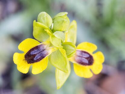 Un ejemplar de 'Ophrys fusca'.