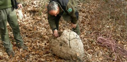 Agentes Rurales inspeccionan el segundo nido de 'vespa velutina' encontrado en Cataluña.
