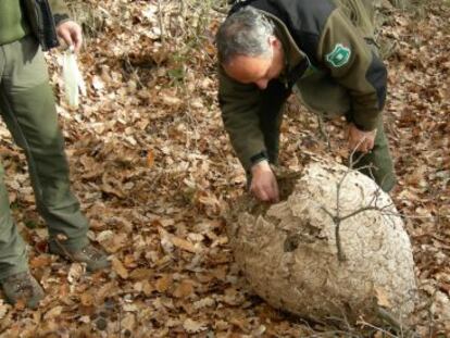 Agentes Rurales inspeccionan el segundo nido de 'vespa velutina' encontrado en Cataluña.