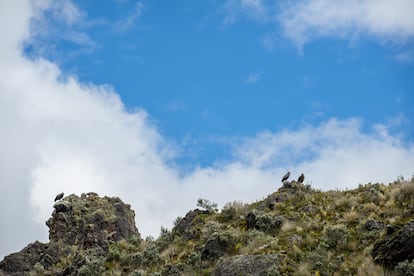 Cóndores andinos en la Reserva de Chakana, en la que habita más del 40% de la población de esta ave en Ecuador.