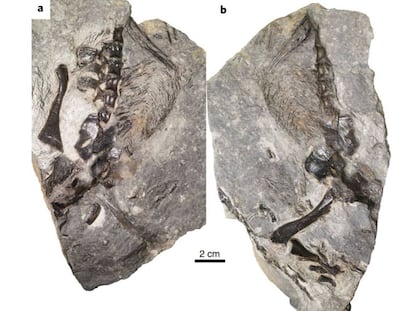 Os fósseis de 'D. unamakiensis' encontrados no Canadá.