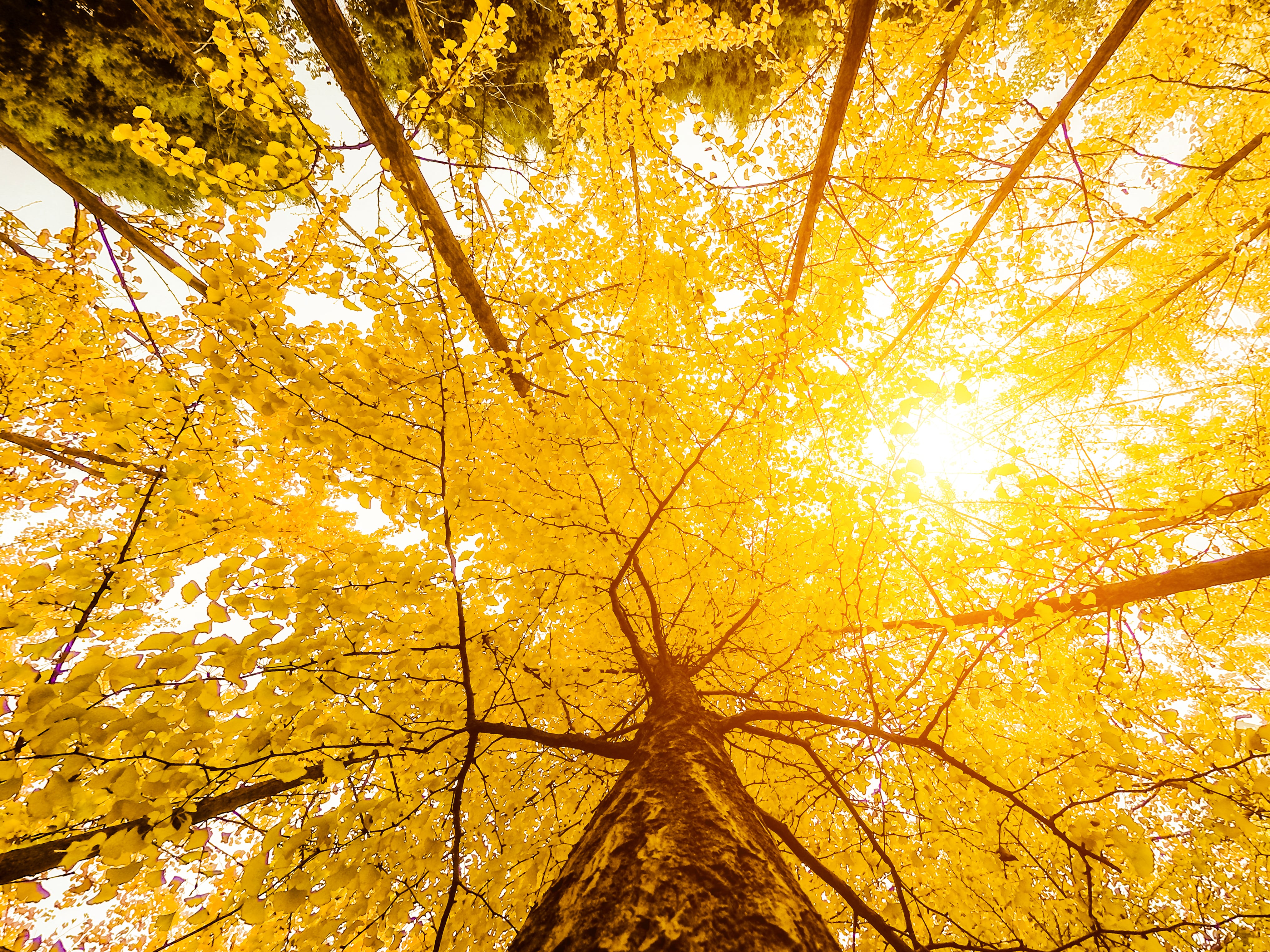 Los 10 mejores destinos de turismo arbóreo: de los bosques de ginkgos en Xi’an a los cerezos en flor de Jerte