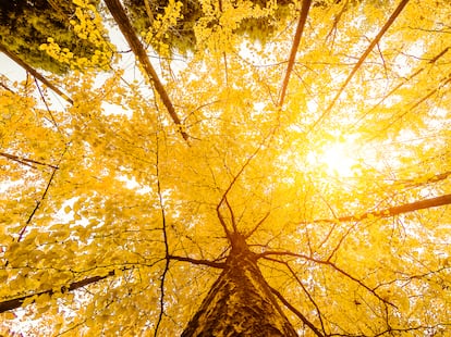 Hojas amarillentas de un ginkgo en Xi’an China