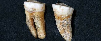 Los dos molares de hace 63.400 años en una foto facilitada por la Comunidad.
