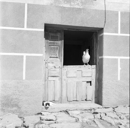 Flores estaba atento a los detalles, ya fuera un elemento de la arquitectura o un animal que apareciera en los lugares que retrataba.