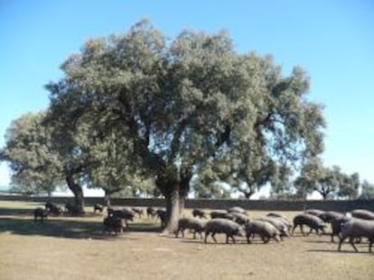 Cerdos en montanera en la finca Pizarro, en la dehesa extremeña.