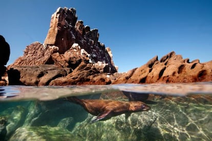 Un león marino en Los Islotes, en Baja California Sur.