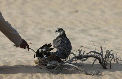 A hunting falcon preys on a houbara bustard at the al-Marzoon Hunting reserve, 60 Kilometres south of Madinat Zayed, in the United Arab Emirates on February 1, 2016.  / AFP / KARIM SAHIB