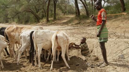Pastores turkana abrevan a sus vacas en el norte de Kenia. Según la ONU, los pastores usan un tercio de la superficie terrestre.