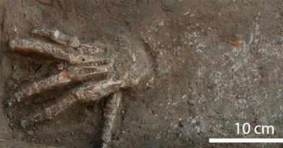 One of the severed hands excavated at the site of Avaris, northern Egypt