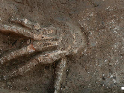 One of the severed hands excavated at the site of Avaris, northern Egypt