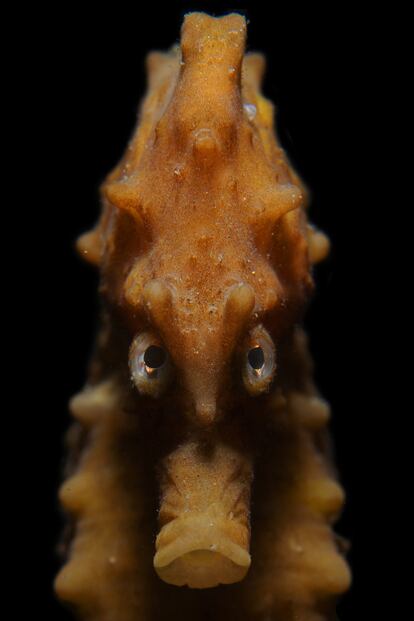 'Caballito de mar enfadado'. El fotógrafo se encontró frente a frente con este ejemplar en el estuario del Escalda Oriental, Holanda.