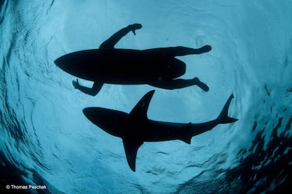 Un surfista prueba un prototipo de tabla con un mecanismo electromagnético de disuasión de tiburones, en el arrecife de Aliwal Shoal, cerca de Durban (Sudáfrica). La imagen, tomada por el fotógrafo alemán Thomas P. Peschak, es una de las 100 finalistas del prestigioso premio Fotógrafo de Vida Salvaje del Año (Wildlife Photographer of the Year). Las fotografías se expondrán en el Museo de Historia Natural de Londres a partir del 16 de octubre, tres días después del anuncio de los ganadores.