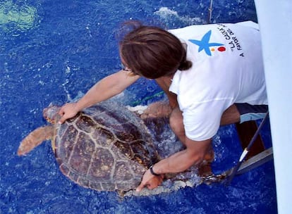 Una tortuga boba que se ha clavado un anzuelo es izada al velero científico Íbero para colocarle un emisor por satélite