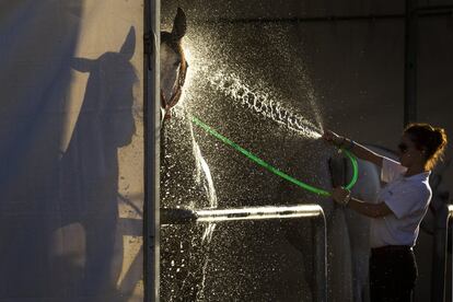 Una mujer refresca a uno de los caballos tras la realizacón de ejercicios.