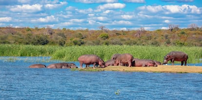 Una manada de hipopótamos salvajes descansa tranquilamente en una isla del río Zambeze.