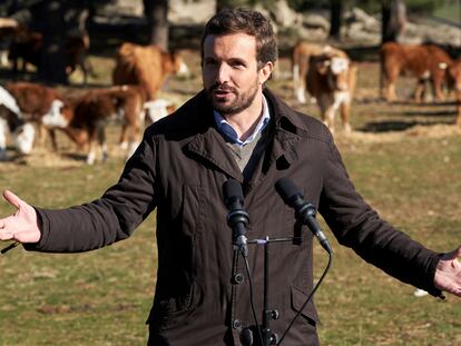 El presidente del Partido Popular, Pablo Casado, en una explotación ganadera extensiva en Las Navas del Marqúes (Ávila), este viernes.