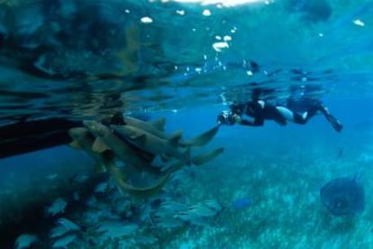 Tiburones nodriza y rayas de espina en torno a un barco de turistas en el Shark Ray Alley (Belice).