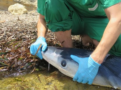 Una tintorera hallada muerta con heridas de pez espada en la costa de Valencia