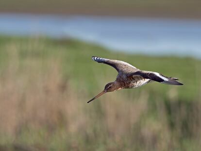 Un ejemplar de aguja colinegra volando en North Norfolk (Reino Unido).