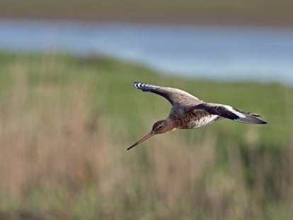 Un ejemplar de aguja colinegra volando en North Norfolk (Reino Unido).