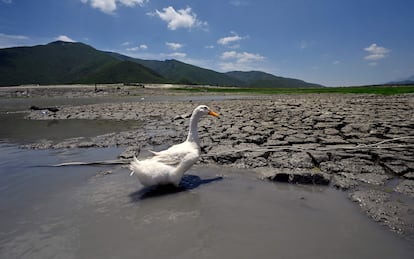 Un pato deambula en la presa Miguel Gómez, conocida como La Boca, en Nuevo León, México.