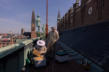 Bybi es una fábrica urbana de miel dedicada a la protección de las abejas. En la imagen, su fundador, Oliver Maxwell, en los tejados del Ayuntamiento de Copenhague. Casas privadas, edificios de empresas y hoteles también tienen instalados sus panales.