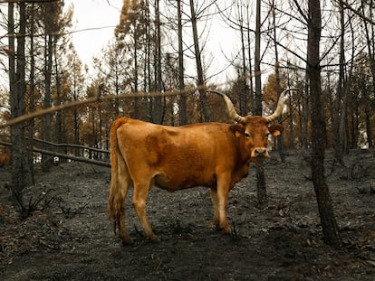 Una vaca en terrenos calcinados de la ganadería de alta montaña de Mario Nogueira este viernes en Quiroga (Lugo).
