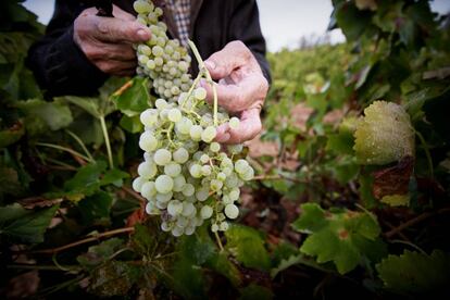 La uva chardonnay es la más utilizada por Uveste.
