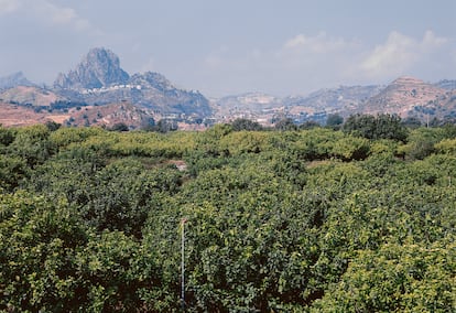 Campos de cultivo de bergamota en Calabria (Italia).