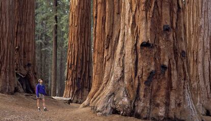 Parque Nacional de las Secuoyas en California.