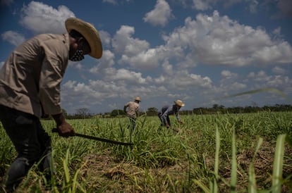 Farmers weed a sugarcane field in Madruga, Cuba, in April 2021.