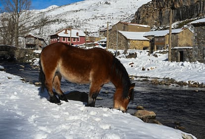 Un caballo bebe agua en medio de la nieve en Cerulleda (León), este lunes.