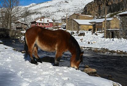 Un caballo bebe agua en medio de la nieve en Cerulleda (León), este lunes.