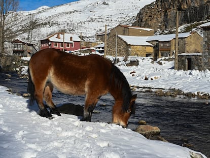 Un caballo bebe agua en medio de la nieve en Cerulleda (León), este lunes.