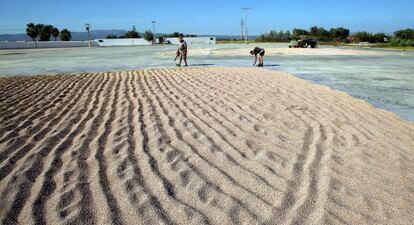 Arroz reci&eacute;n cosechado en el delta del Ebro, extendido para su secado.