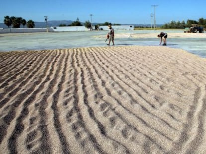Arroz recién cosechado en el delta del Ebro, extendido para su secado.