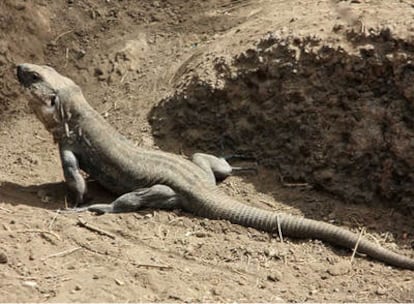 Un lagarto gigante.