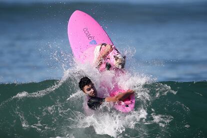 Concurso de surf para perros en Huntington Beach, California.