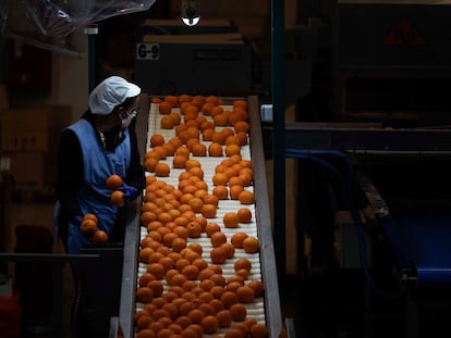 Un almacén de manipulación de naranjas.