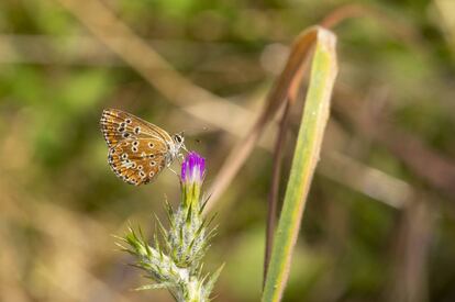 Una mariposa en el Parque Nacional del Guadarrama.