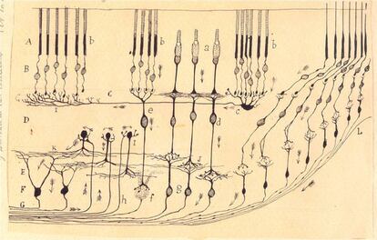 Esquema de las c&eacute;lulas que forman parte de la retina, por Ram&oacute;n y Cajal.