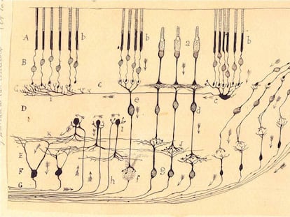 Esquema de las células que forman parte de la retina, por Ramón y Cajal.