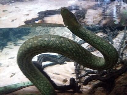 Una anaconda en el bosque inundado de Cosmocaixa en Barcelona.