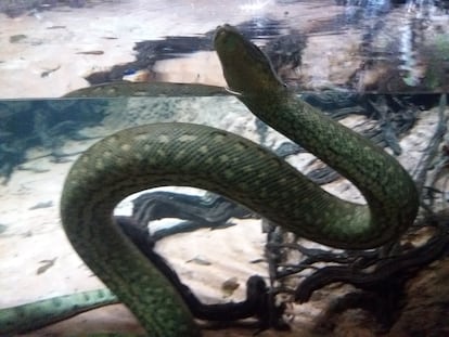 Una anaconda en el bosque inundado de Cosmocaixa en Barcelona.