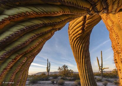 'Saguaro twist'.