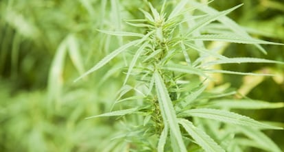 Detalle de una planta de marihuana en febrero de 2014.