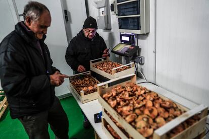 Dos hombres pesan varias cajas de setas en la lonja de Soria, este miércoles.